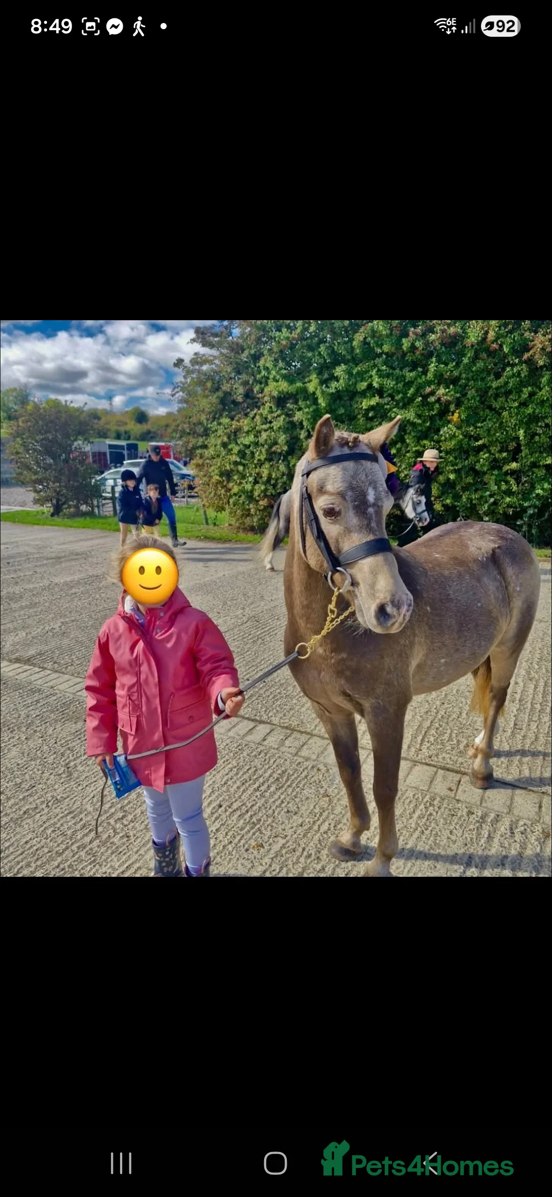 Riding pony horses for sale: Duch pony  - Advert 4