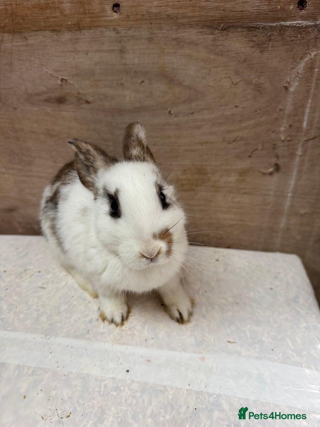 Mixed Breed rabbits for sale: 9 beautiful little Rabbit very friendly - Advert 15