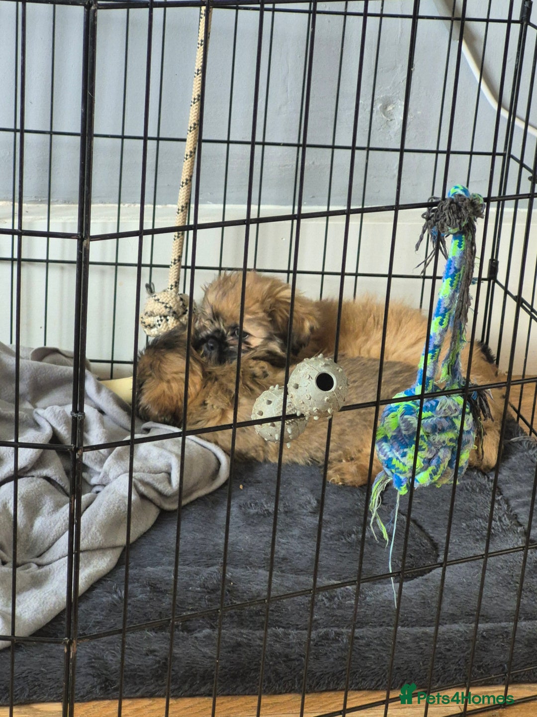 Mixed Breed dogs for sale: Shih Tzu pekingnese cross - Image 9