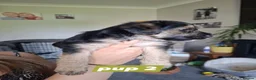 Mixed Breed dogs for sale: Beautiful black, tan and white pups - Advert 10