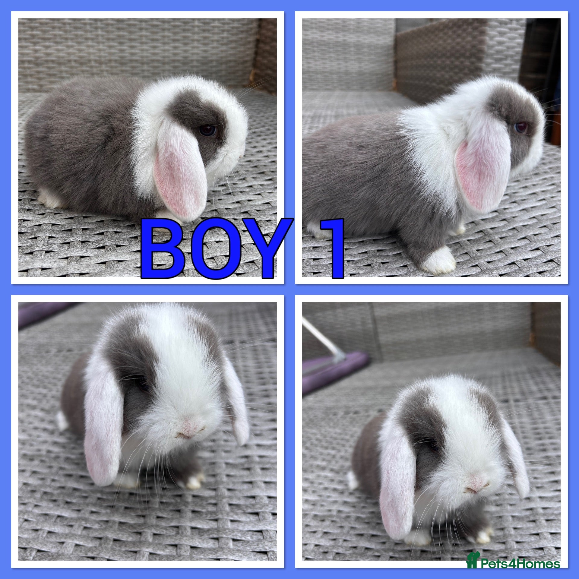 Mini Lop rabbits Mini lop babies  - Advert 1
