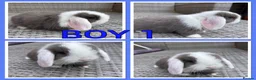 Mini Lop rabbits for sale: Mini lop babies  - Advert 1