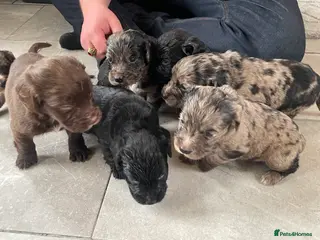 Cocker Spaniel dogs COCKER SPANIEL PUPS READY 27TH FEB - Advert 16