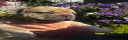 French Bulldog dogs for sale: French Bulldog PuppiesReady for Their Forever home - Advert 24