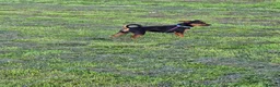Jack Russell dogs for sale: Jack russell puppies - Advert 1