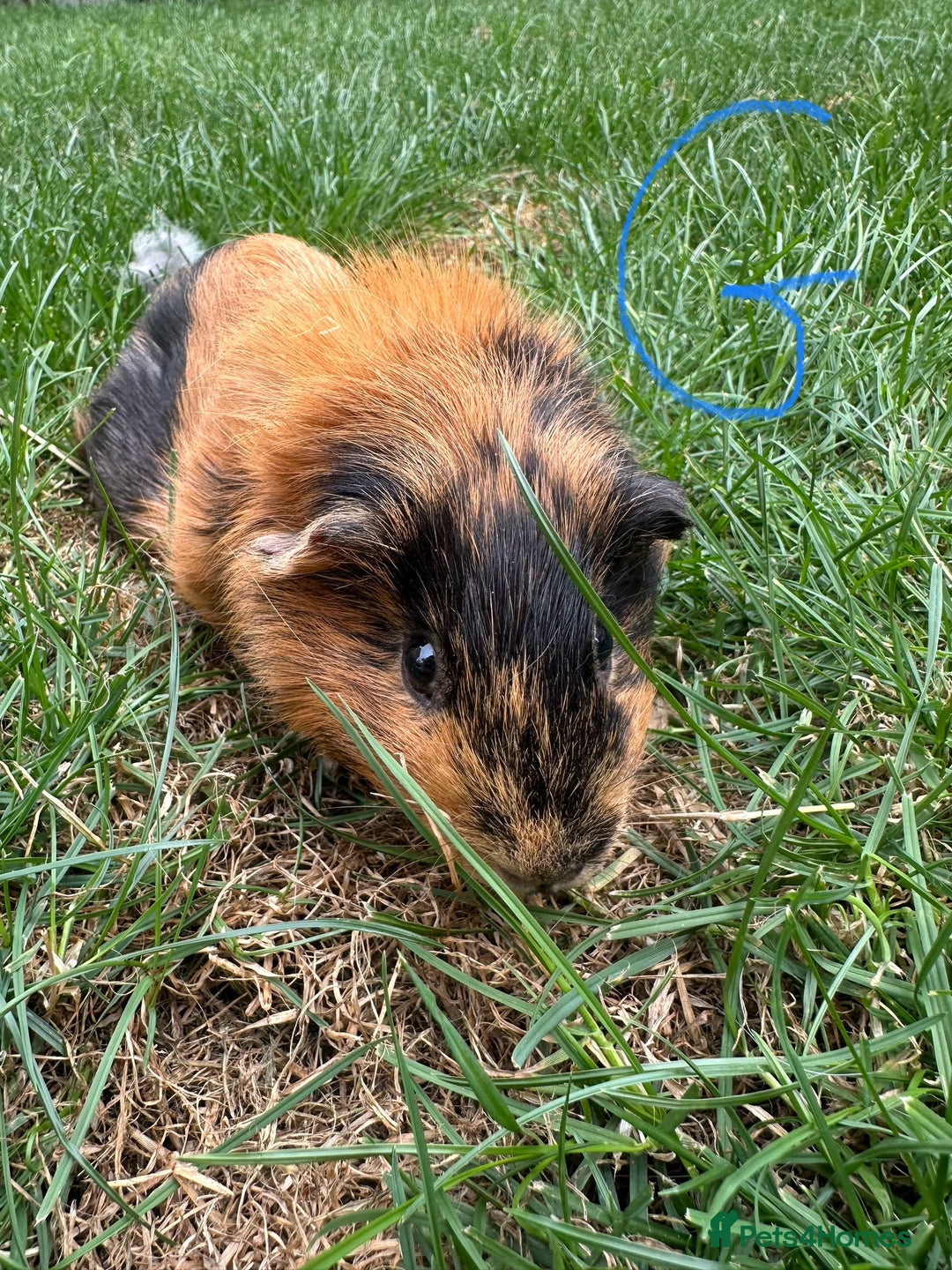 Guinea Pig rodents for sale: Male and Female Guinea Pigs For Sale  - Image 4
