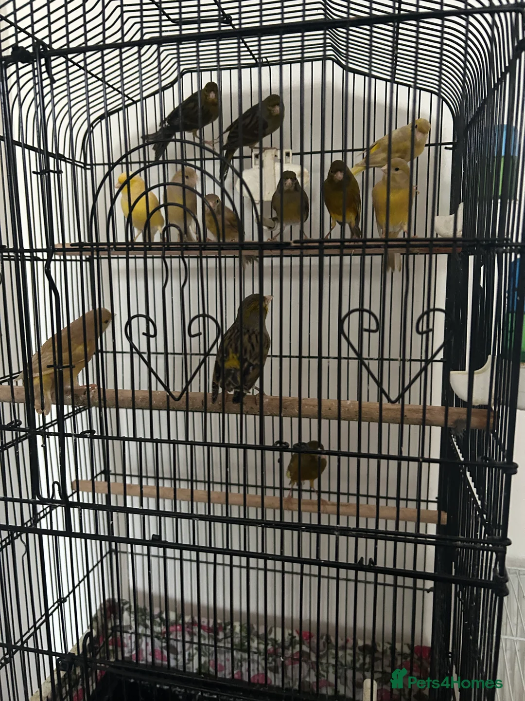 Canaries birds for sale: Canaries mixed colour  - Advert 4