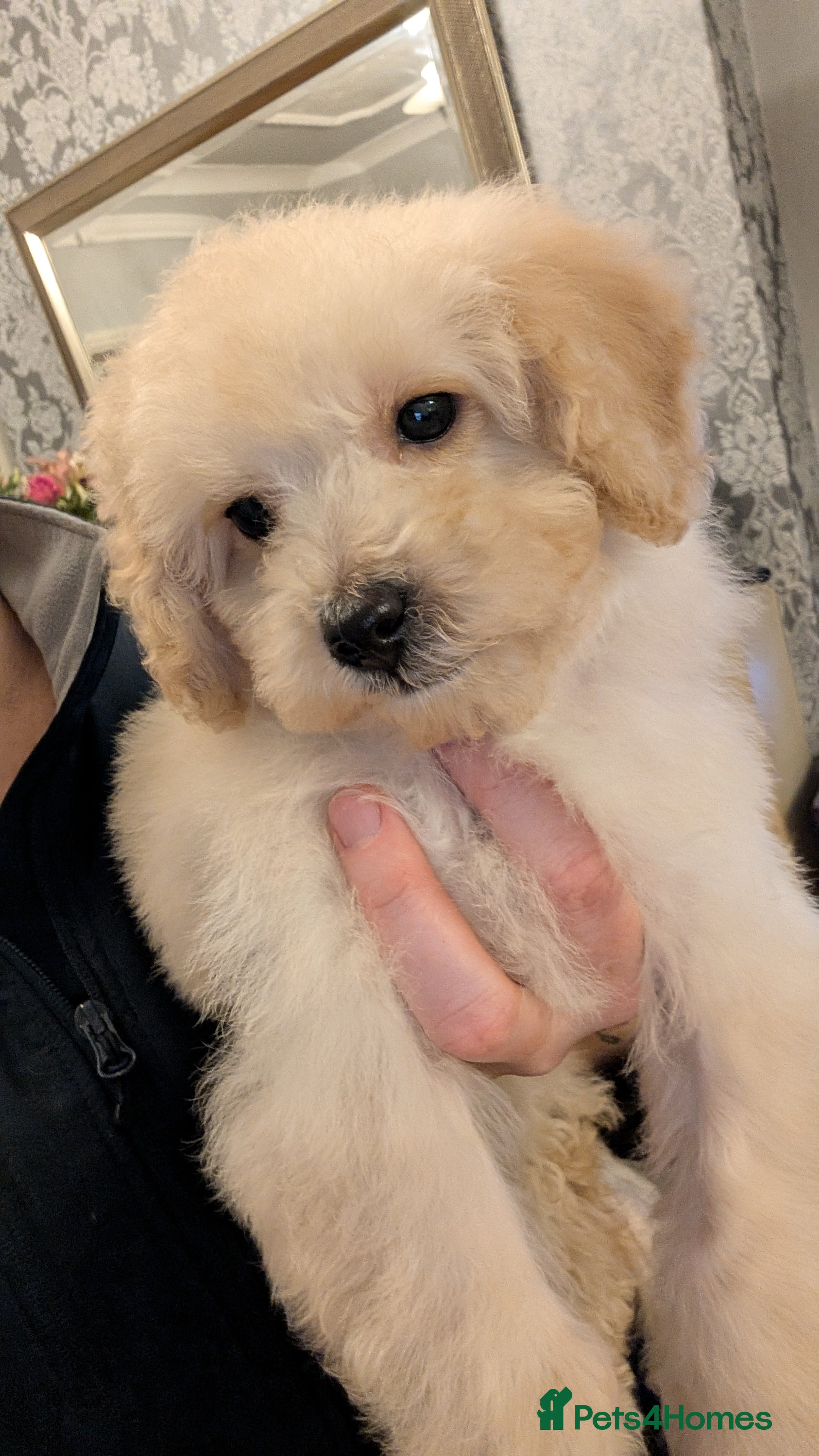 Maltipoo dogs Toy Maltipoo Puppies - READY NOW *1 BOY AVAILABLE  - Advert 3