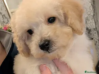 Maltipoo dogs Toy Maltipoo Puppies - READY NOW *1 BOY AVAILABLE - Advert 3