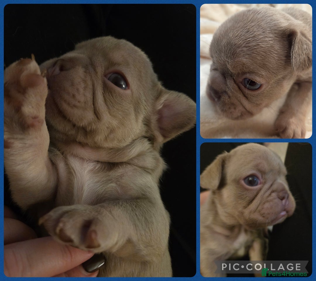 French Bulldog dogs for sale: Isabella & lilac & tan chunky frenchies - Advert 3
