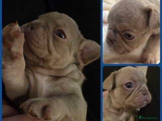 French Bulldog dogs Isabella & lilac & tan chunky frenchies - Advert 11