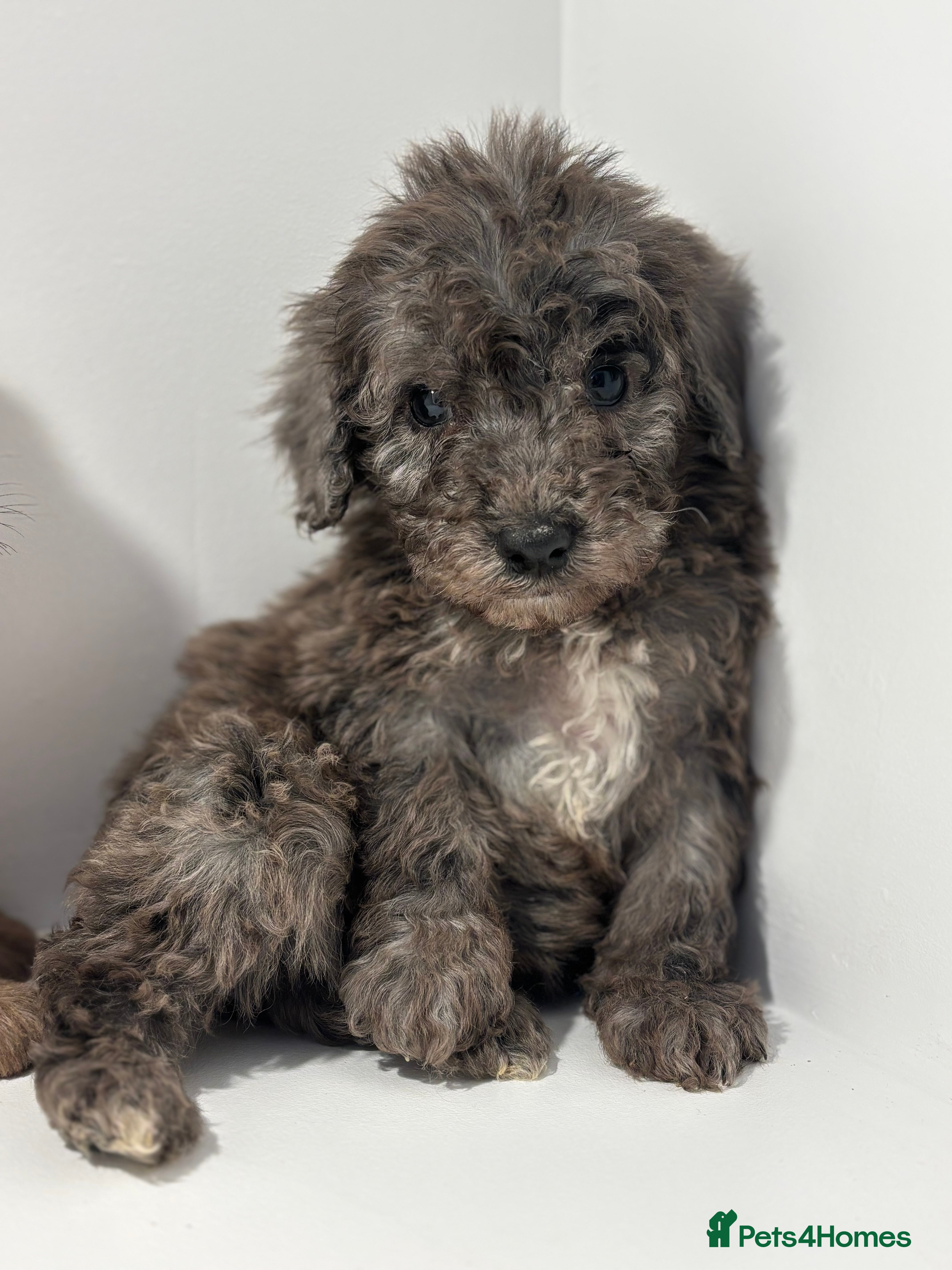 Cockapoo dogs Cockapoo puppies  - Advert 1