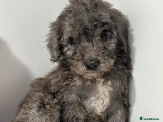 Cockapoo dogs Cockapoo puppies - Advert 1