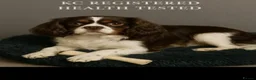Cavapoo dogs for sale: Extensively health tested Cavapoo puppies for sale in Congleton - Advert 12