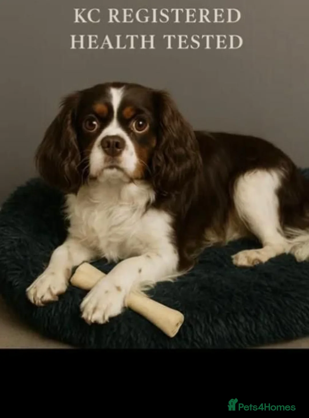 Cavapoo dogs for sale: Extensively health tested Cavapoo puppies for sale in Congleton - Advert 12