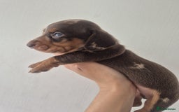 Dachshund dogs for sale: KC Registered Miniature Dachshunds - Image 9