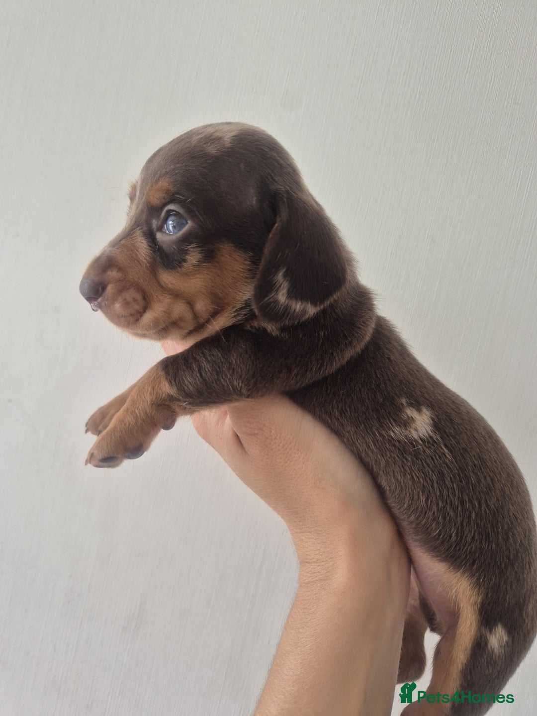 Dachshund dogs for sale: KC Registered Miniature Dachshunds - Image 9