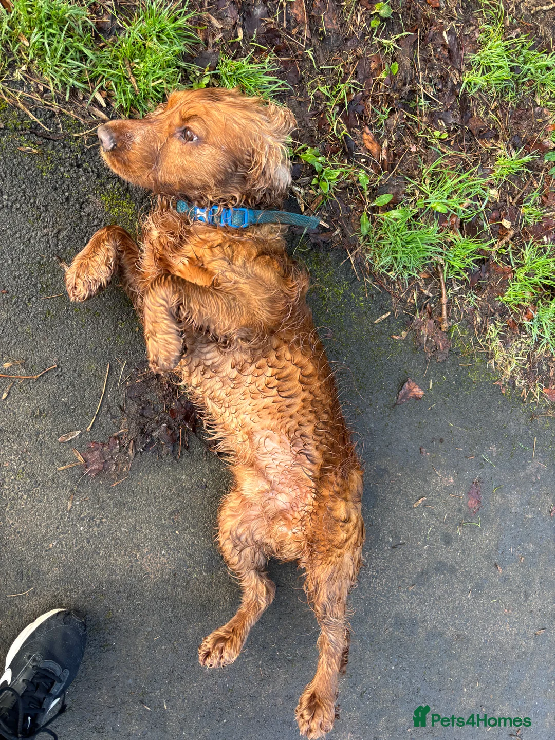 Cocker Spaniel dogs for stud: Show  cocker spaniel  - Advert 2