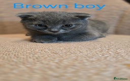 British Shorthair cats for sale: British shorthair kittens  - Image 11