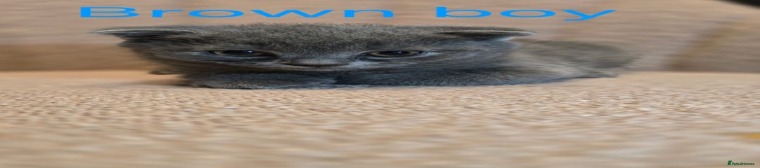 British Shorthair Kitten 1