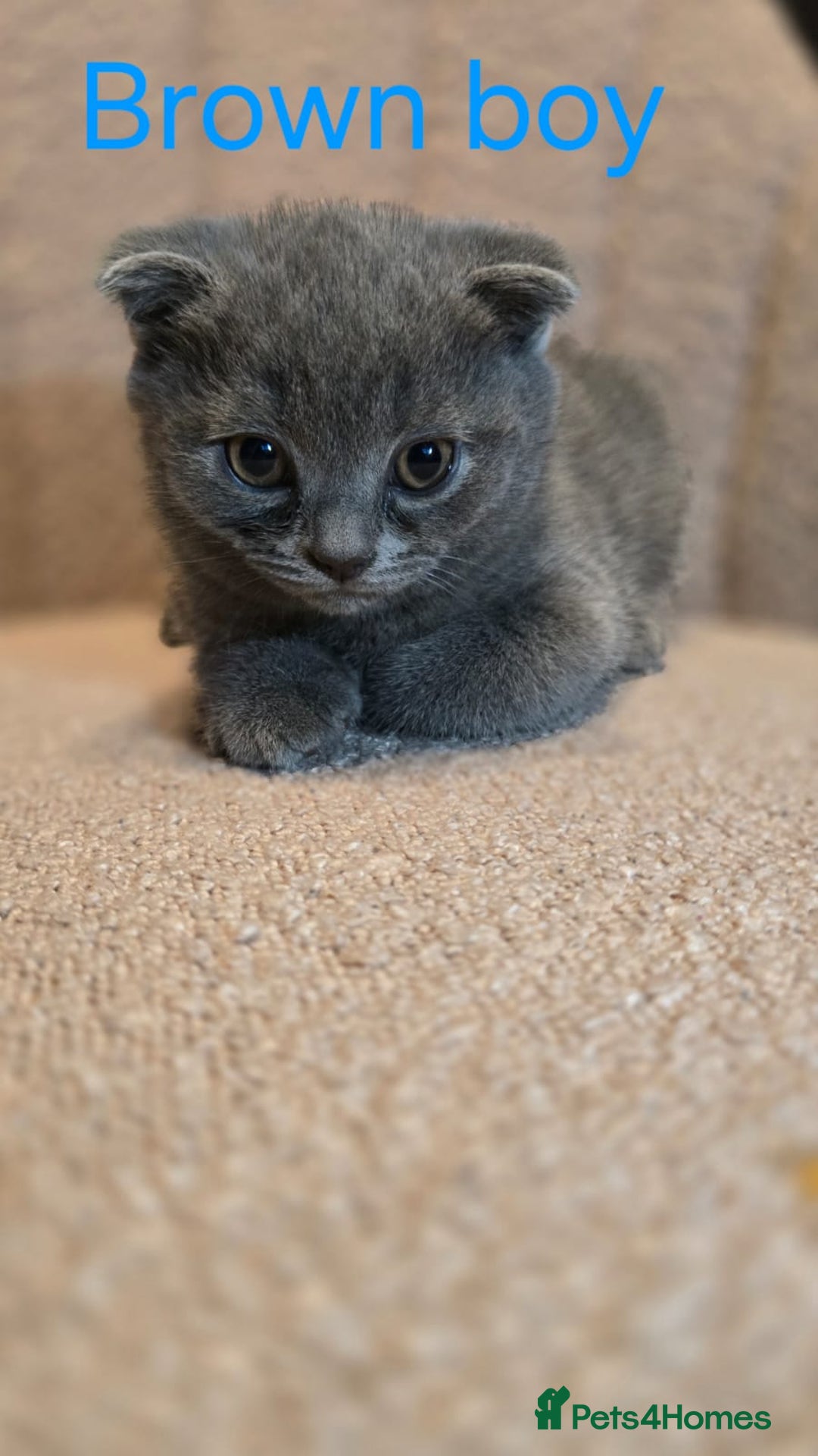 British Shorthair cats for sale: British shorthair kittens  - Image 11