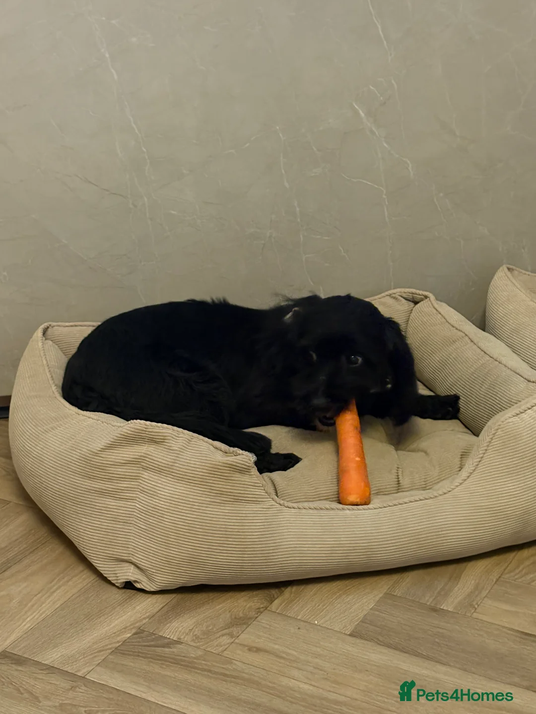 Cockapoo dogs for sale: 13 month old Cockapoo in Darlington - Advert 2