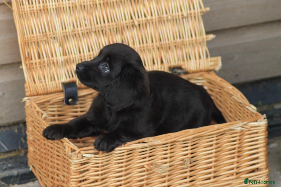 Mixed Breed dogs for sale: Chiweenie Puppies For Sale  - Image 4