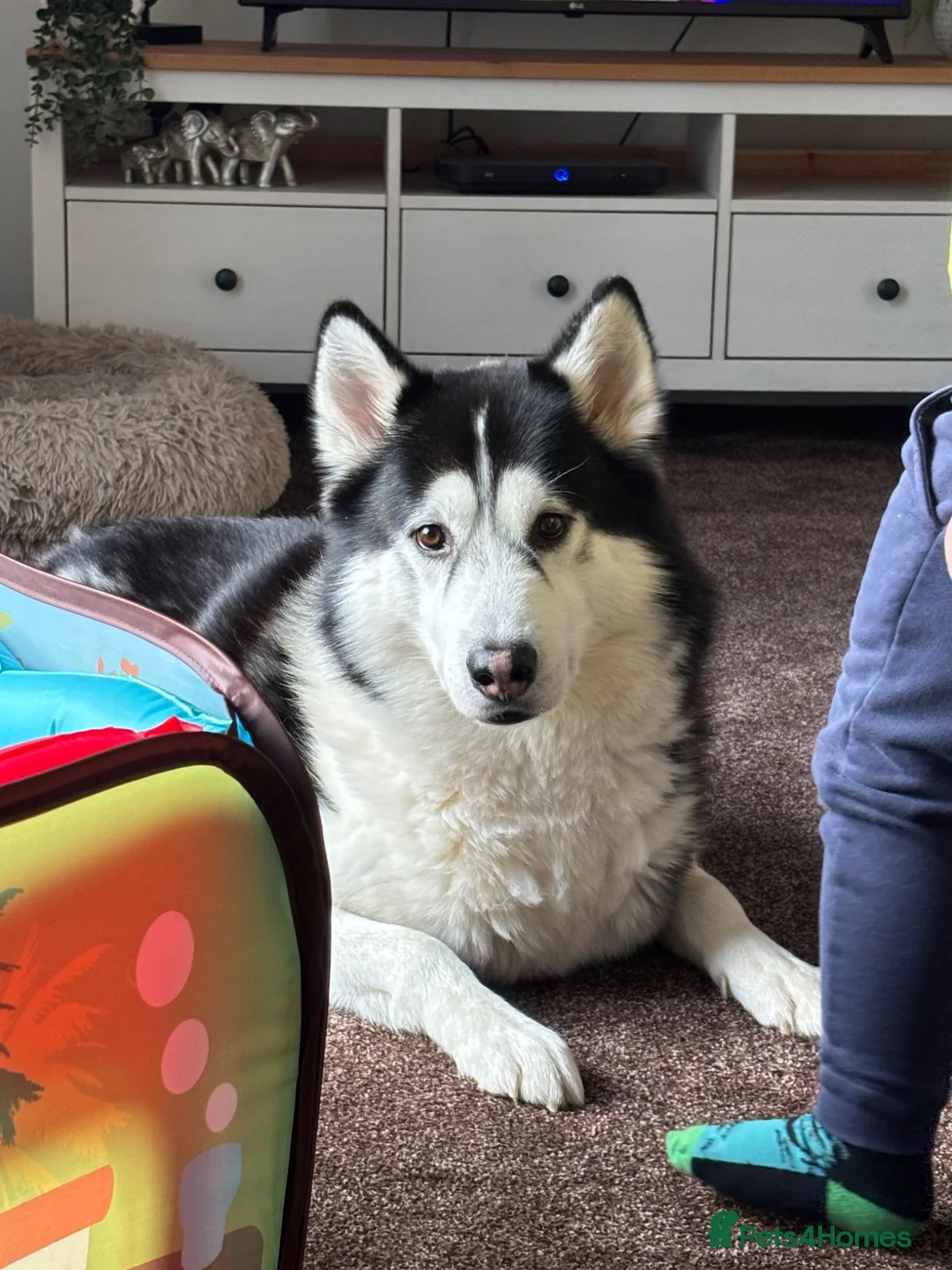 Utonagan dogs for sale: Husky/malamute 4y Has Hip dysplasia  in Leyburn - Advert 6