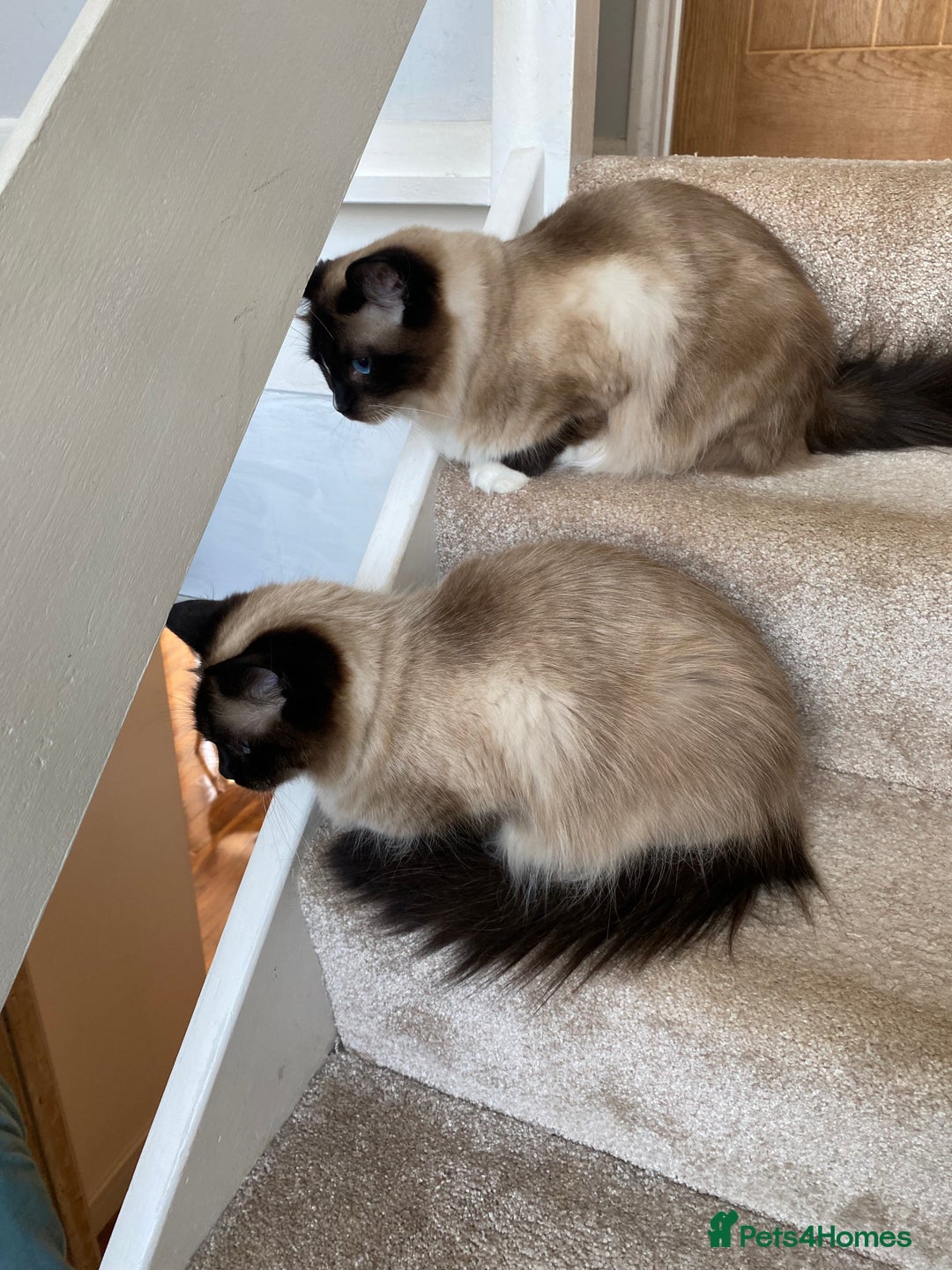 Ragdoll cats for sale: 2 Ragdoll sisters  for adoption  - Image 4