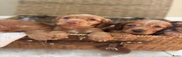 Cocker Spaniel dogs for sale: Stunning KC cocker spaniels  in Doncaster - Advert 8