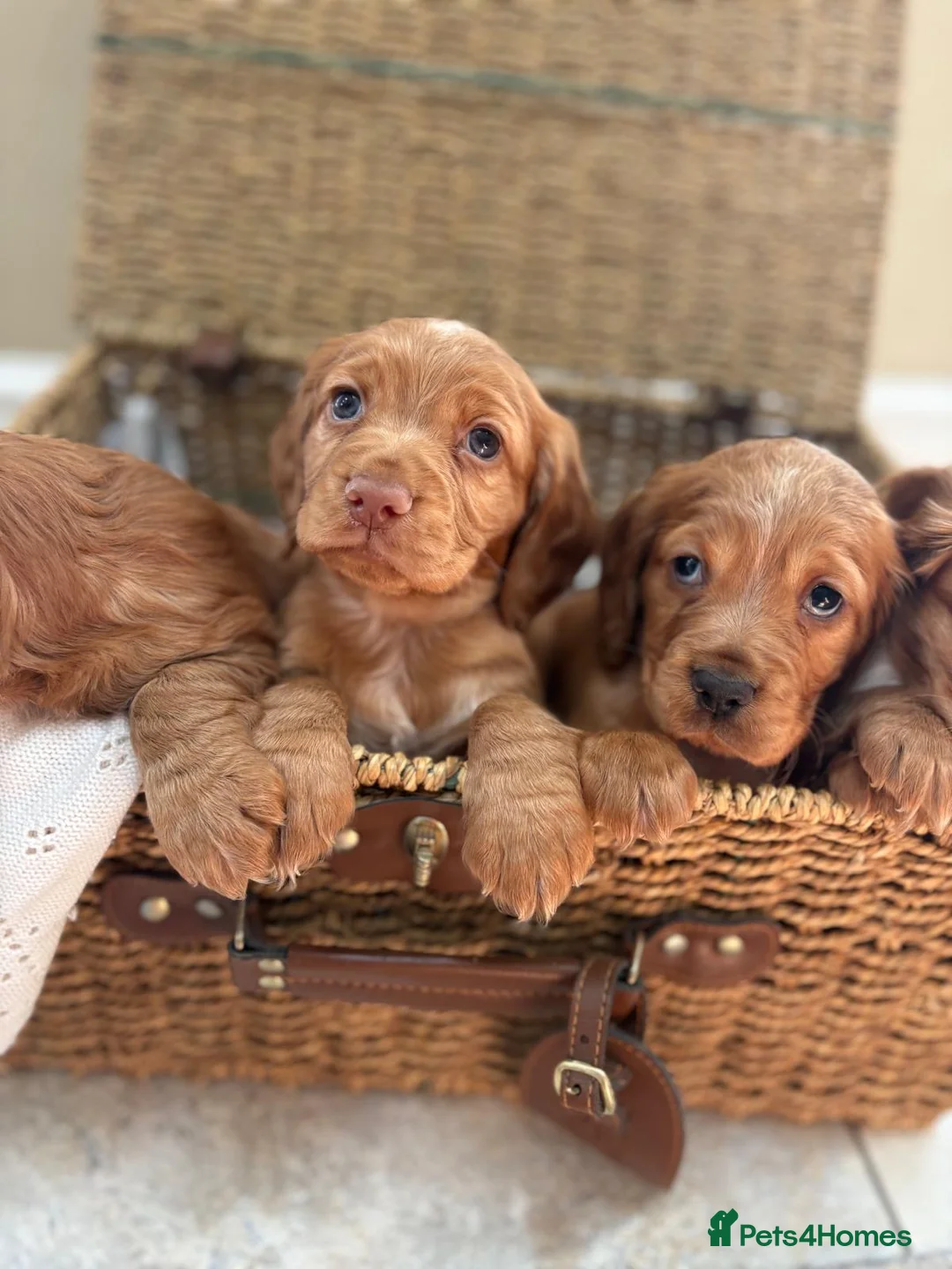 Cocker Spaniel dogs for sale: Stunning KC cocker spaniels  in Doncaster - Advert 8