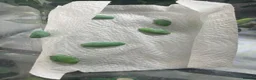 Frog reptiles for sale: 6 red eye tree frogs and enclosure  - Advert 3