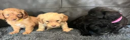 Mixed Breed dogs for sale: Cava tzu poos for sale - Advert 8