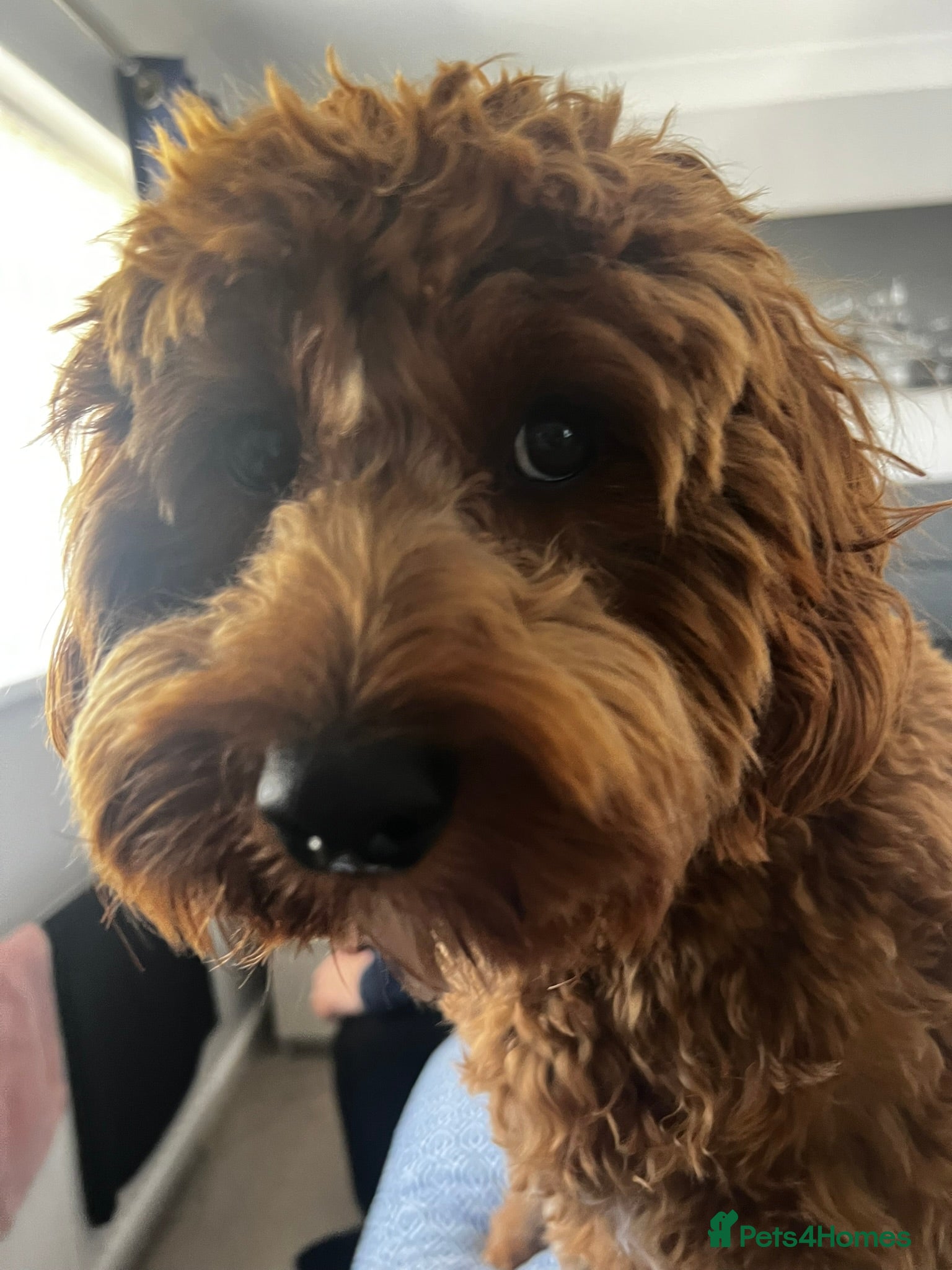 Cavapoo dogs Beautiful 9 Month Old F1 Cavapoo Boy - Advert 14