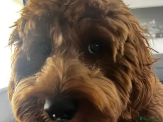Cavapoo dogs Beautiful 9 Month Old F1 Cavapoo Boy - Advert 14
