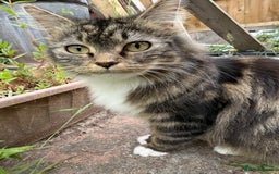 Mixed Breed cats for sale: 🐾 Beautiful Mixed-Breed Kittens –Ready🐾 - Image 33