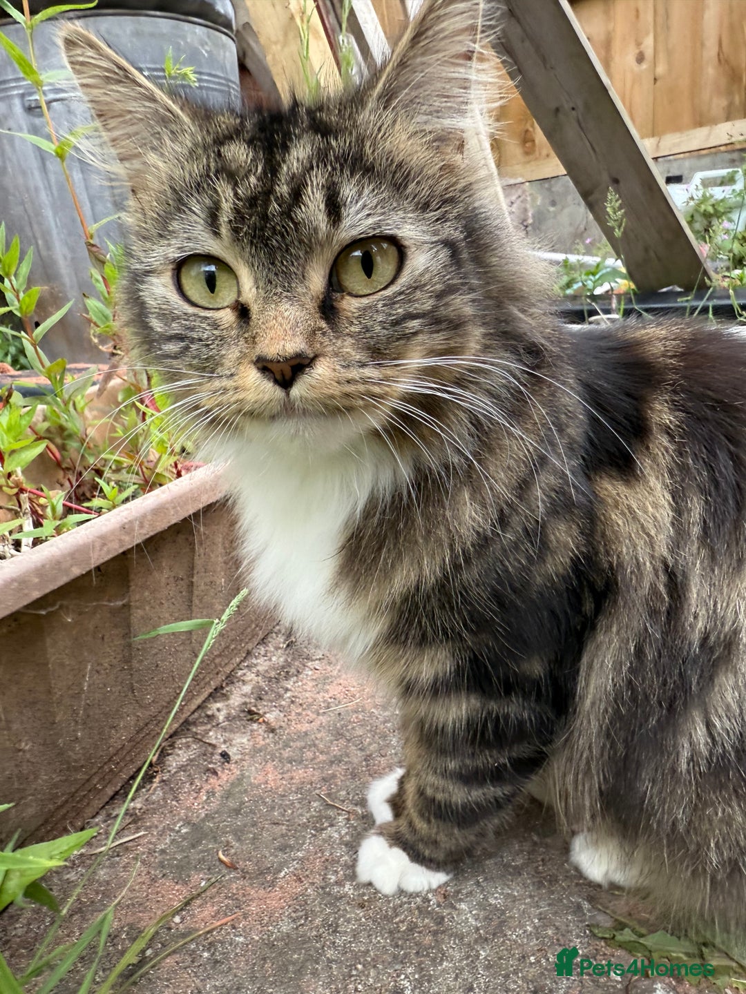 Mixed Breed cats for sale: 🐾 Beautiful Mixed-Breed Kittens –Ready🐾 - Image 33