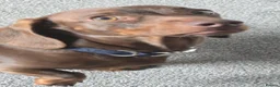 Dachshund dogs for stud: Stunning Pedigree Miniature Dachshund Stud Dog - Advert 8