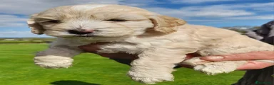 Cockapoo Puppy 5