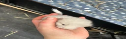 Chinchilla rodents for sale: Female white chinchilla ready now in Keighley - Advert 12