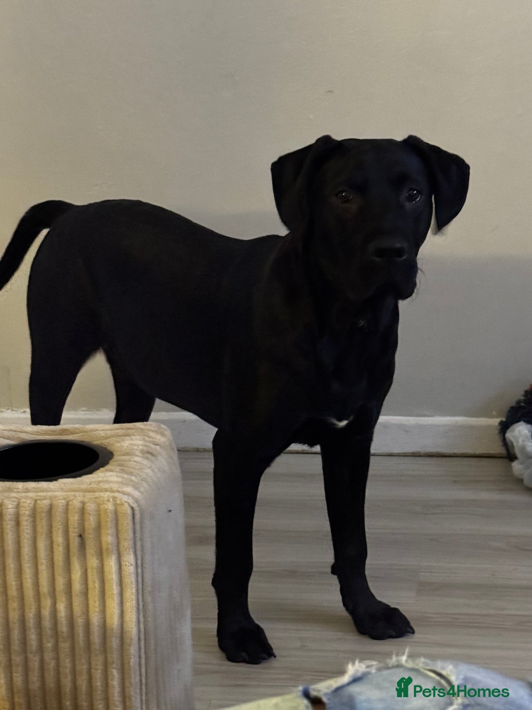 Mixed Breed dogs for sale: Experienced home needed! Presa X lab  - Advert 3