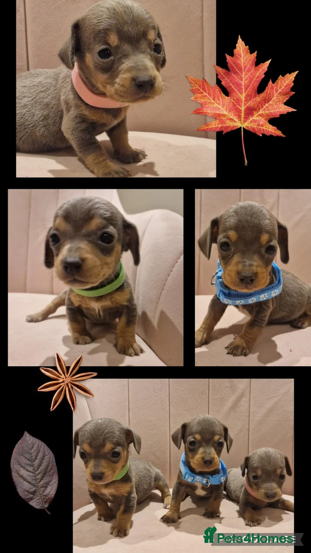 Miniature Dachshund dogs for sale: Adorable tiny miniature daxies available  - Advert 2