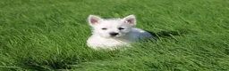 West Highland Terrier dogs for sale: West Highland Terrier (Westie) Puppies for Sale - Advert 15