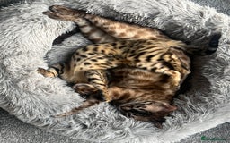 Bengal cats for sale: 2x Female Bengals  - Image 5