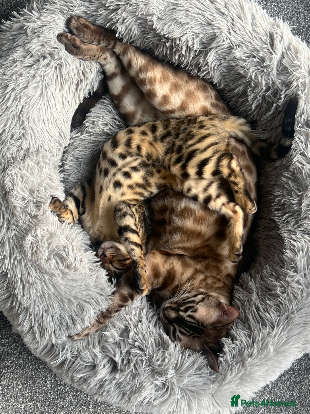 Bengal cats for sale: 2x Female Bengals  - Image 5