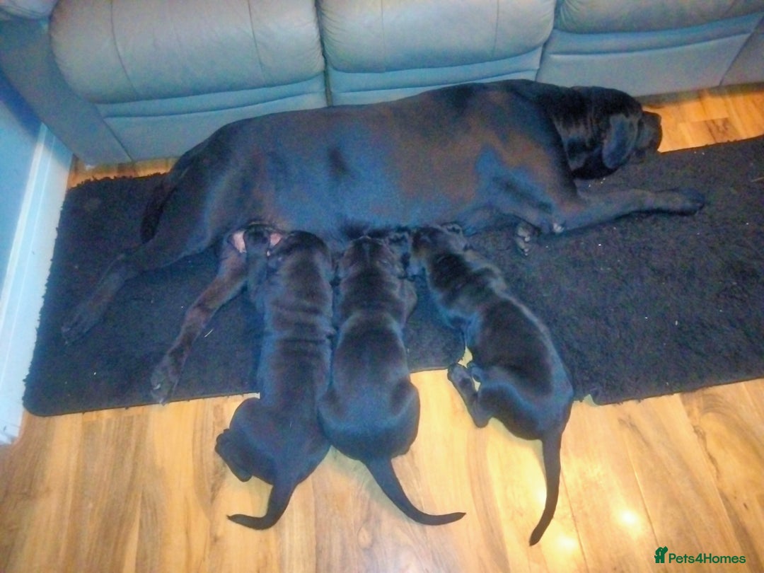 Cane Corso dogs for sale: Cane Corso XL Boy 22/12/2025 - Advert 28