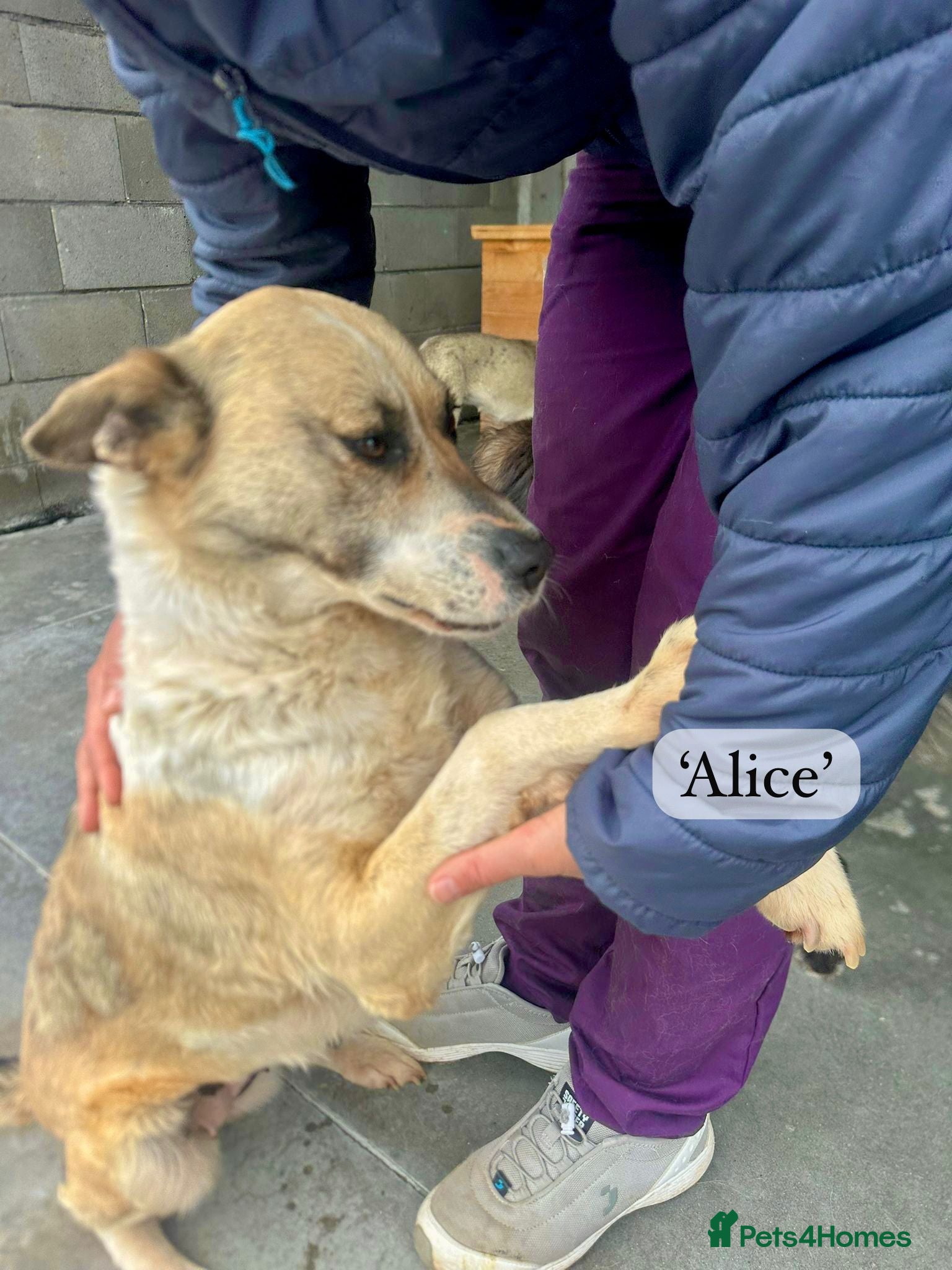 Mixed Breed dogs Alice, 6 yrs approx. Available for adoption. - Advert 2