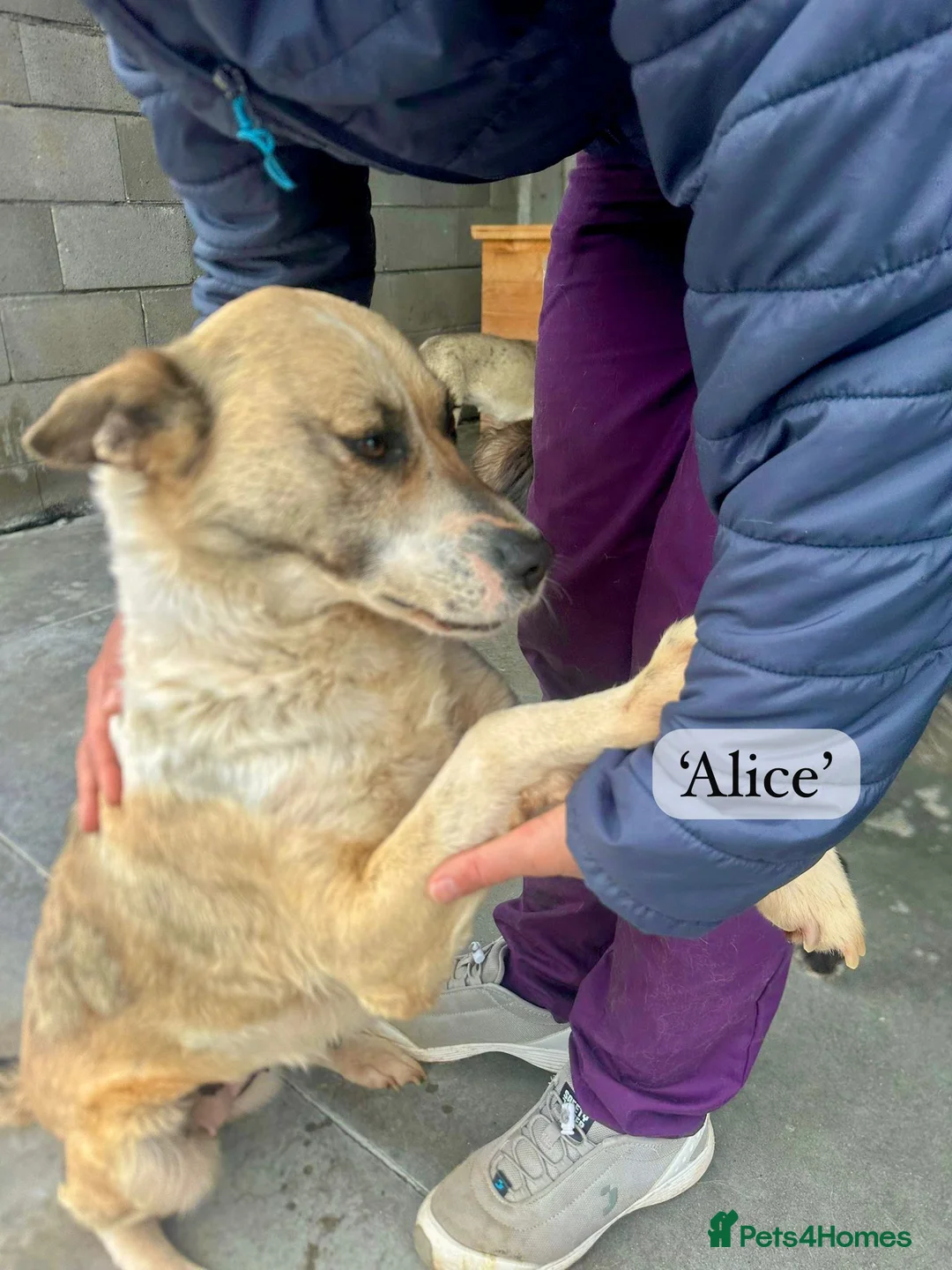 Mixed Breed dogs for adoption: Alice, 6 yrs approx. Available for adoption. in Brixham - Advert 1