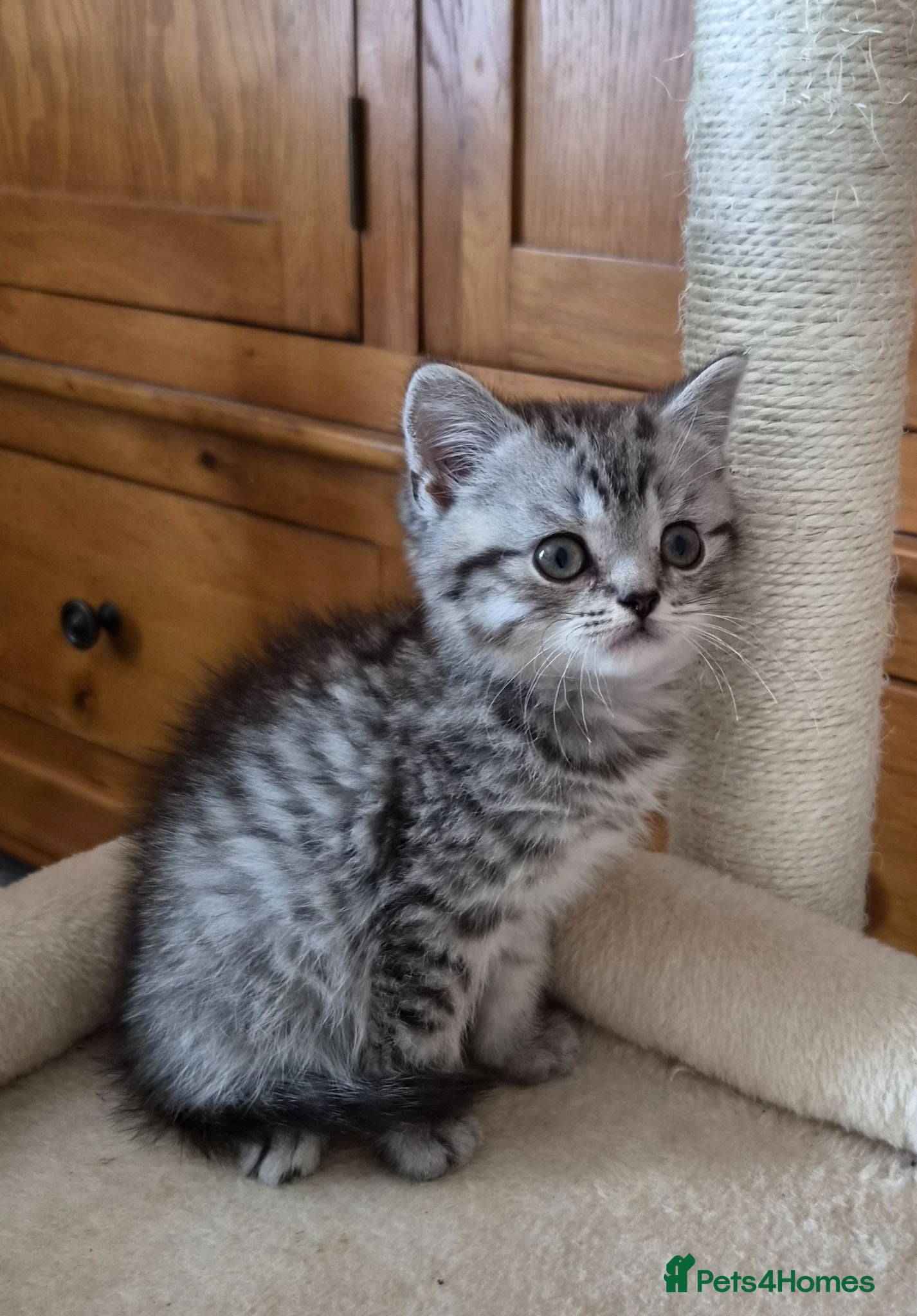 British Shorthair cats Stunning British Shorthair kittens - Advert 2