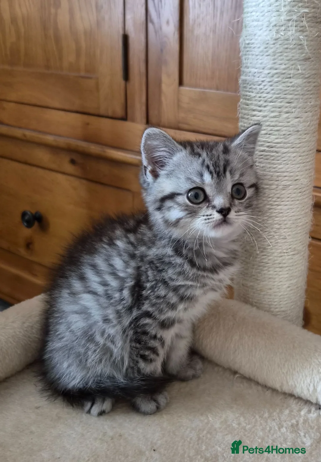 British Shorthair cats for sale: Stunning British Shorthair kittens - Advert 1